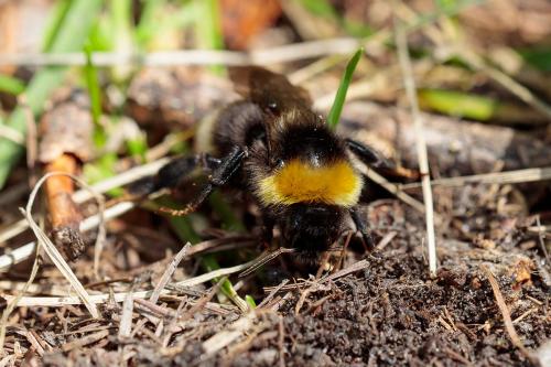 Bombus sp.