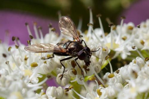 Réf. 217 018 : Cheilosia derasa