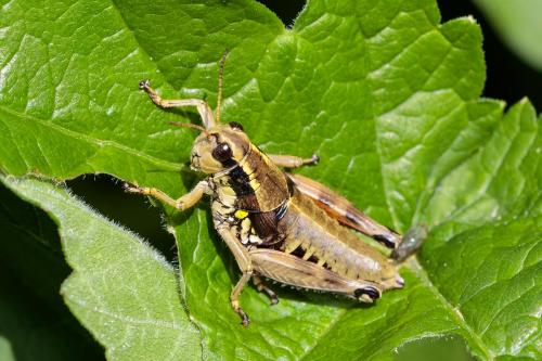 Réf. 217 668 : Podisma pedestris