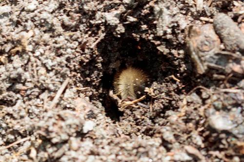 Bombus sp.
