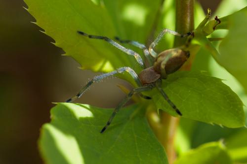 Cheiracanthium sp.