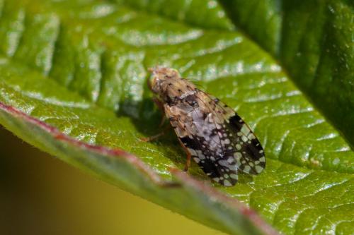 Tephritis conura