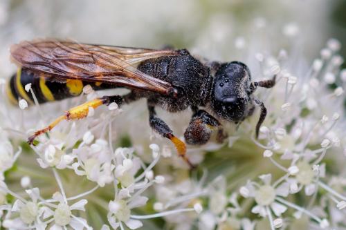 Crabro cribrarius