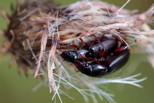 Amara aulica
