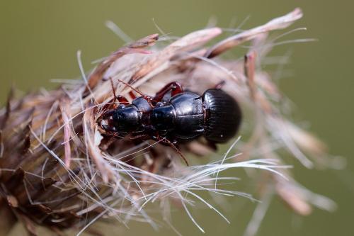Amara aulica
