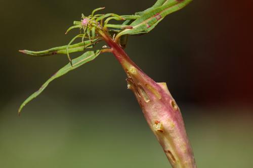 Réf. 217 326 : Mompha sturnipennella