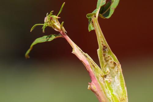 Réf. 217 329 : Mompha sturnipennella