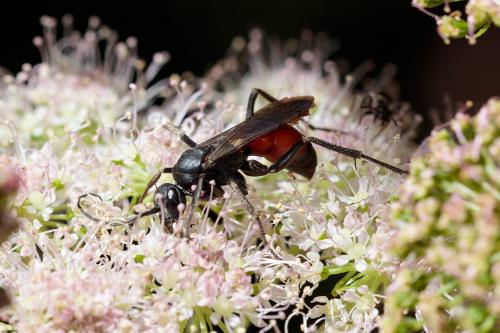 Priocnemis sp.