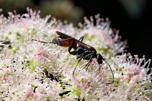 Priocnemis sp.