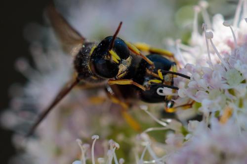 Ectemnius cavifrons