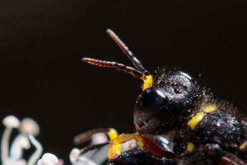 Ectemnius cavifrons