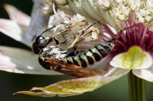 Tenthredo sp.