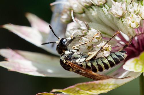 Tenthredo sp.