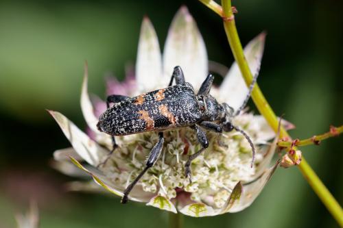 Réf. 217 680 : Rhagium mordax