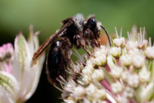 Andrena cineraria
