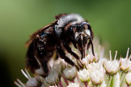 Andrena cineraria