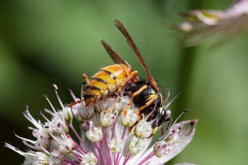 Réf. 217 724 : Vespula rufa