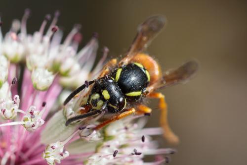 Réf. 217 725 : Vespula rufa