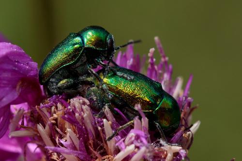 Cryptocephalus sp.