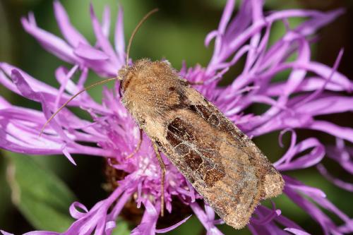 Réf. 217 933 : Chersotis cuprea