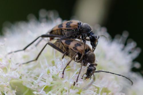 Réf. 217 973 : Pachytodes cerambyciformis