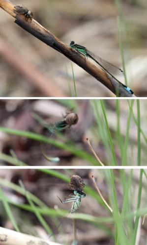 Ischnura elegans