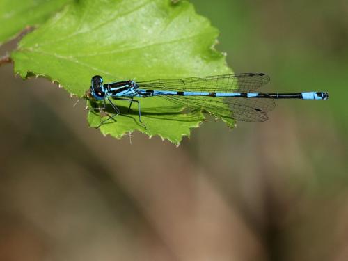 Réf. 217 709 : Coenagrion puella