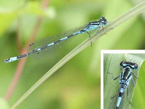 Réf. 217 755 : Coenagrion pulchellum