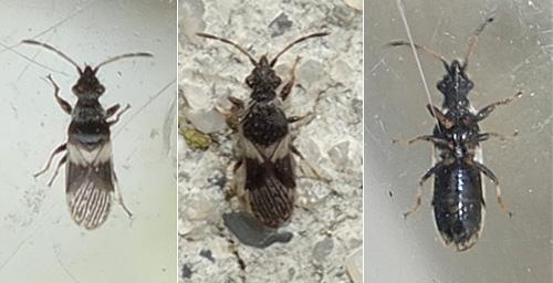Réf. 217 011 : Microplax albofasciata