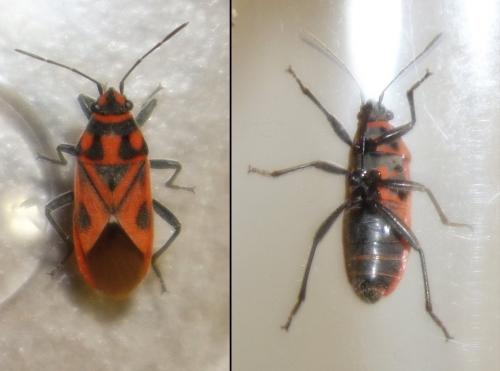 Graptostethus servus