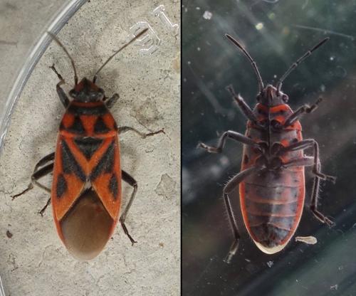 Graptostethus servus