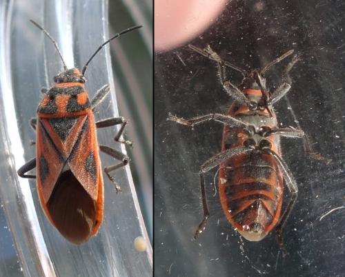 Graptostethus servus