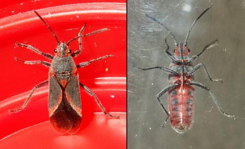 Caenocoris nerii