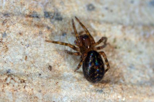Réf. 217 311 : Amaurobius ferox