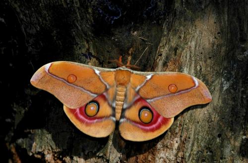 Antherina suraka