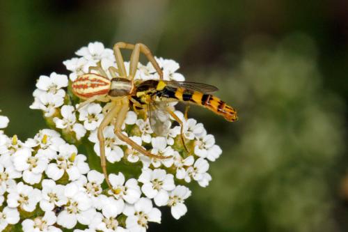 Sphaerophoria scripta