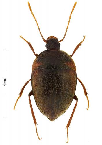 Phacomorphus intermedius