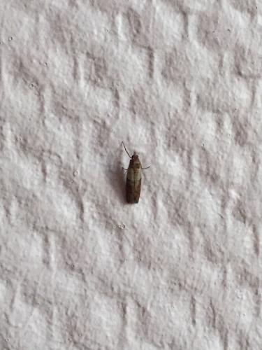 Réf. 217 051 : Plodia interpunctella