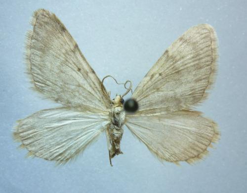 Colostygia stilpna
