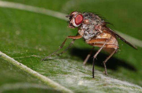 Phaonia subventa