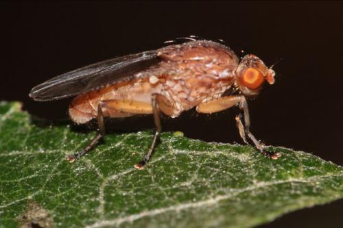 Suillia affinis
