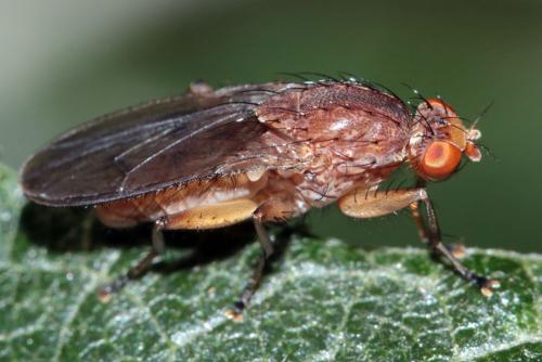 Réf. 217 102 : Suillia affinis
