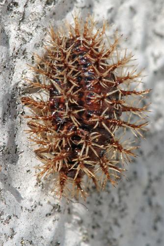 Henosepilachna sp.