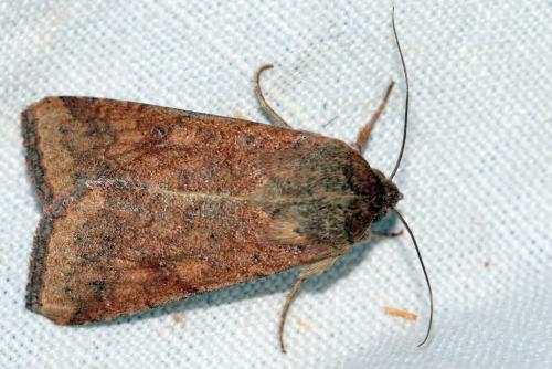 Réf. 217 878 : Helicoverpa armigera