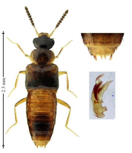 Réf. 217 921 : Gyrophaena munsteri