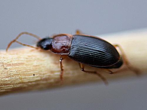 Réf. 217 636 : Calathus cinctus