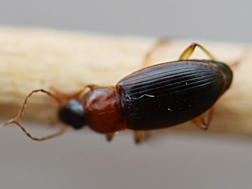 Réf. 217 722 : Calathus cinctus