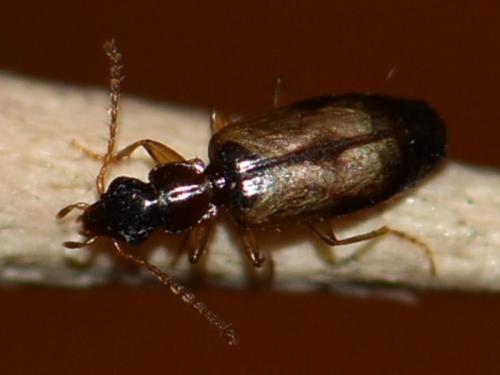 Philorhizus melanocephalus