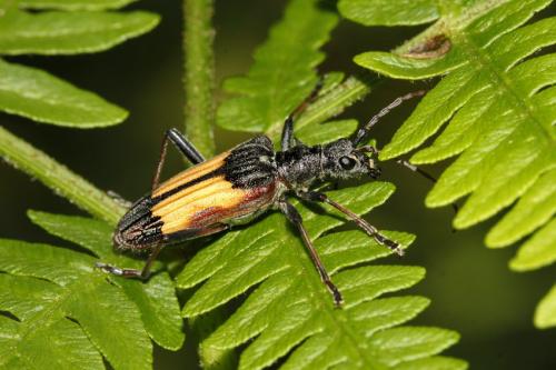 Réf. 217 854 : Rhagium bifasciatum