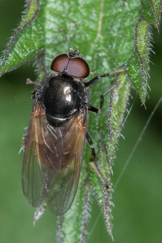 Cheilosia ranunculi